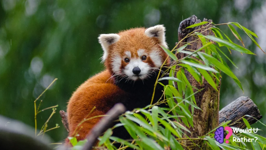 Would You Rather Animal Questions