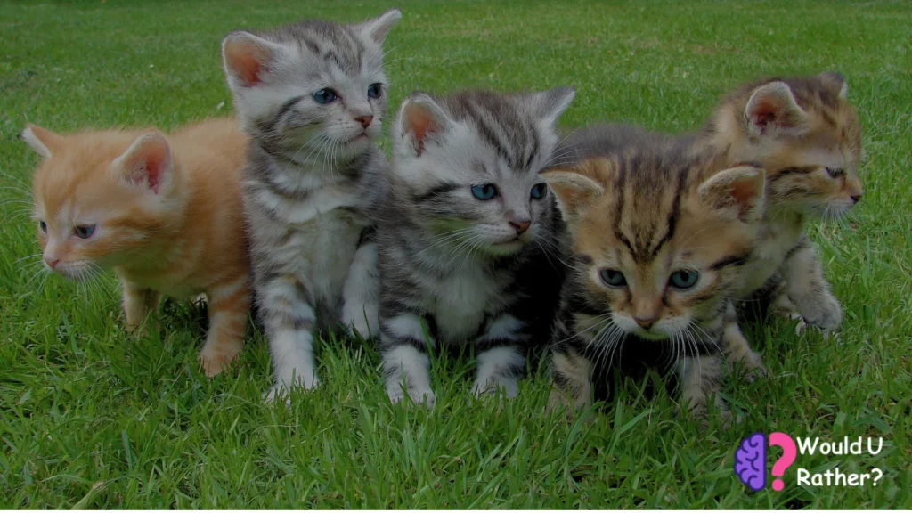 Would You Rather Cat Edition