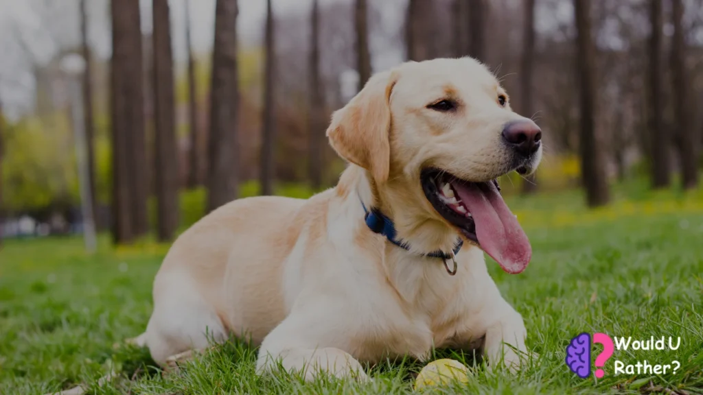 Would You Rather Dog Edition
